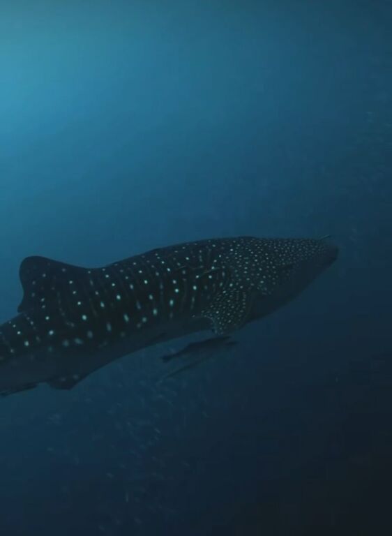 c49a8785-1db7-4e00-944a-5393db57e974