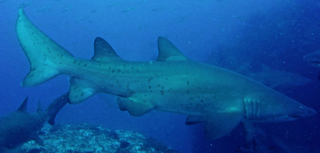 9f19a0fa-d352-4013-a201-544d60430e27