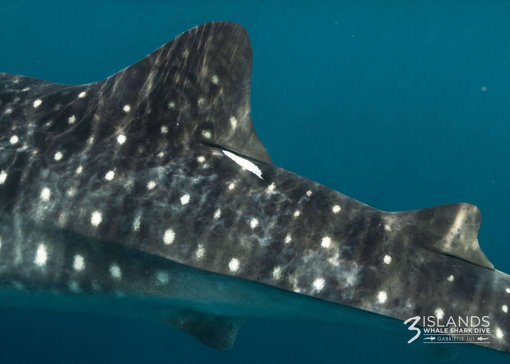 a575bc18-bad4-42de-9699-6bb545269598