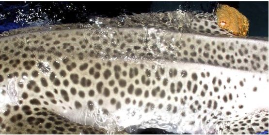 dae25d4a-559c-49c4-b67f-936df9ec44e0