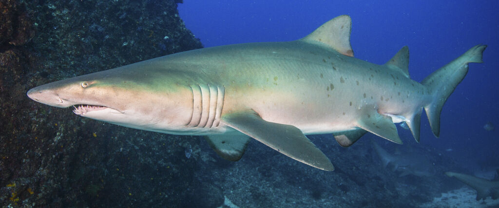 75db17ea-c9aa-4903-b503-eceb9d8f8e18