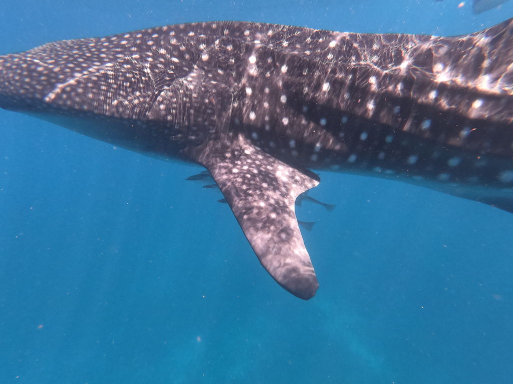 ee9a4d2c-2b4c-40ee-a26b-72f32ee51297