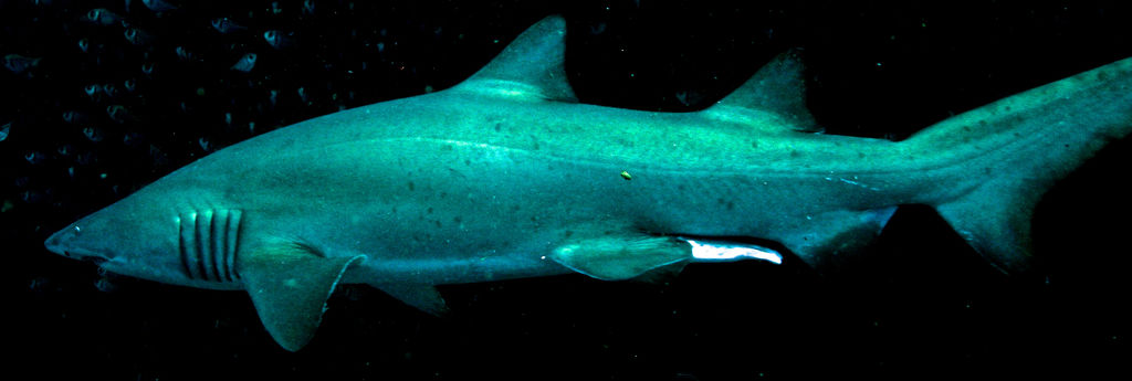 fc33ab70-fedb-4cde-84f4-73f9c5cd1b2f