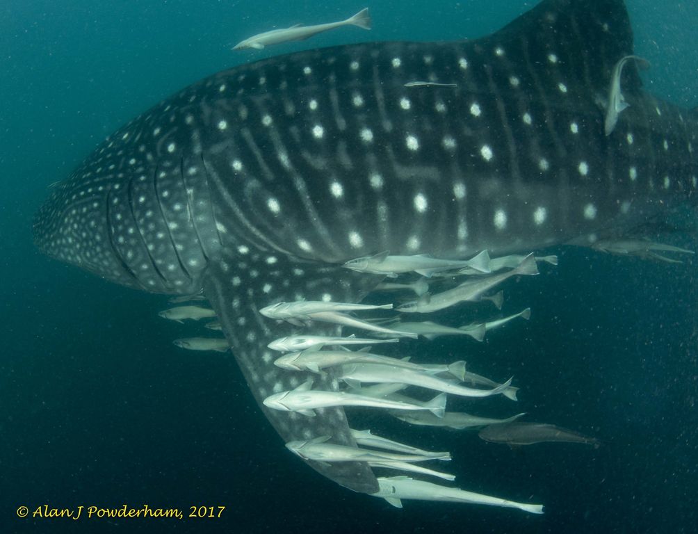 29bb5adc-d8f3-4e16-b62f-9816ea20748f