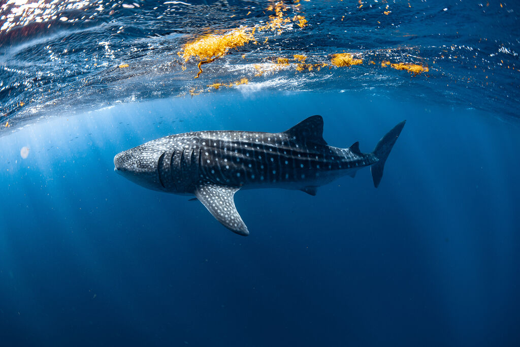 e121c21b-cab8-421c-b958-3c9a305a3478