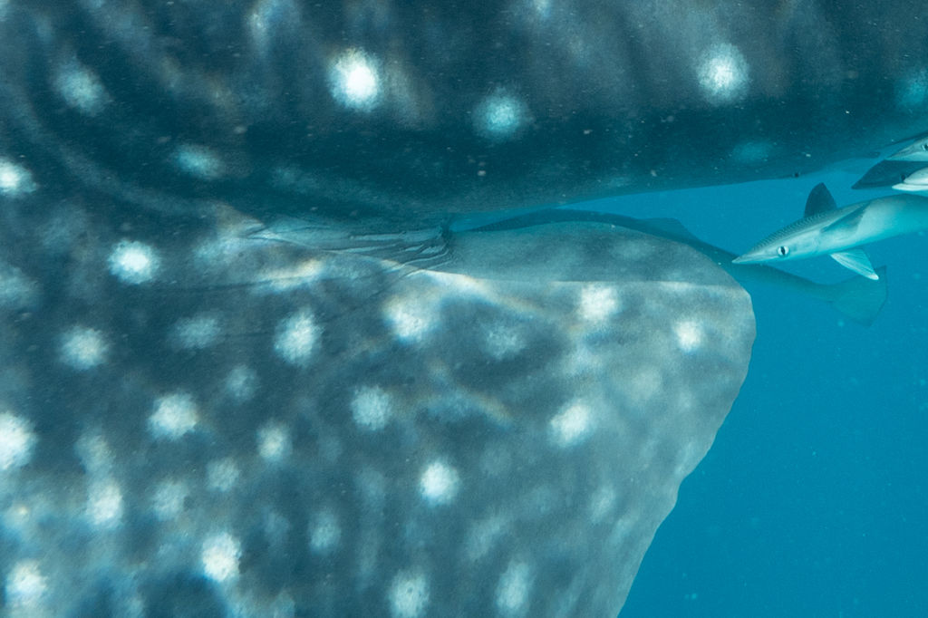 00d37770-c437-40d9-8029-425203a977ba