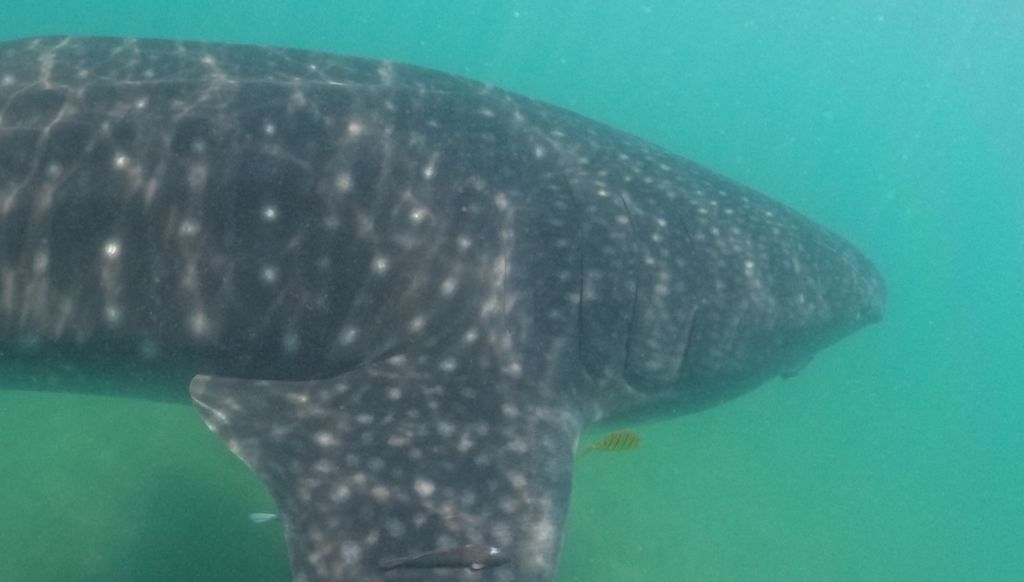 f4035bc4-a365-49bd-ba00-cbd26000d775