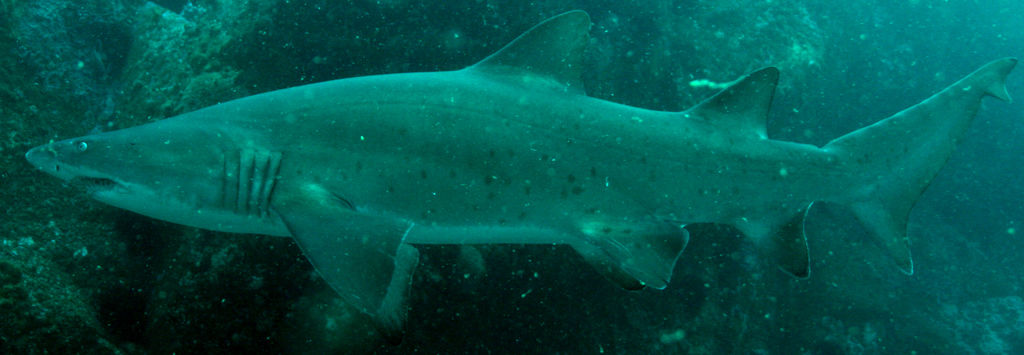 305e979a-24fc-4e80-bb3f-bdefd46295c7