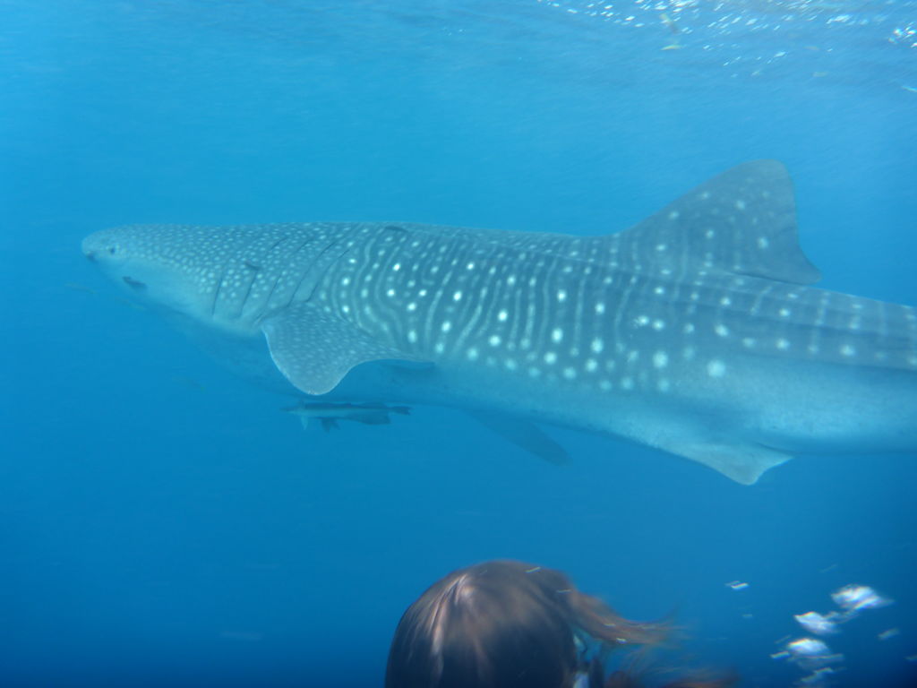 e209f853-36e3-4e63-b5f0-8a4513d15311