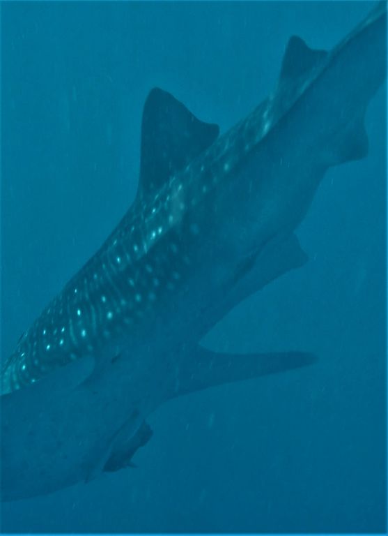 e209f853-36e3-4e63-b5f0-8a4513d15311