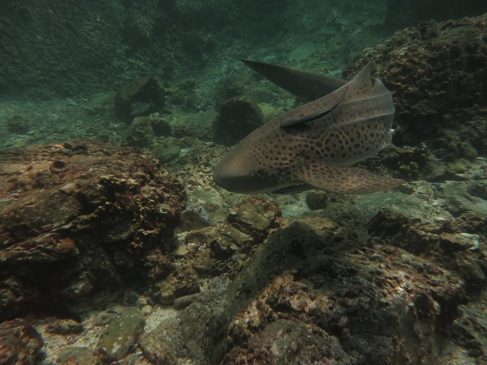 ca68d71b-7a21-4b66-bba8-b015d17513ae