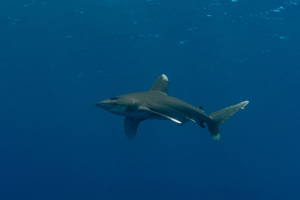 fe7e114d-cf92-43f2-97b8-8541c3e33dc3