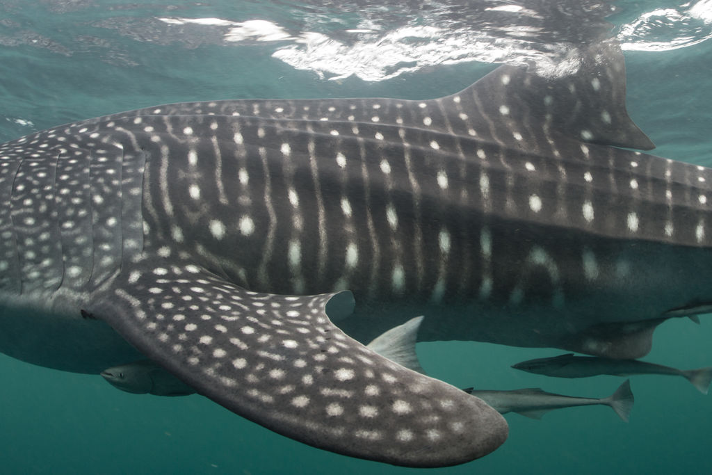 00f30704-a255-454f-8318-10821c5e2809