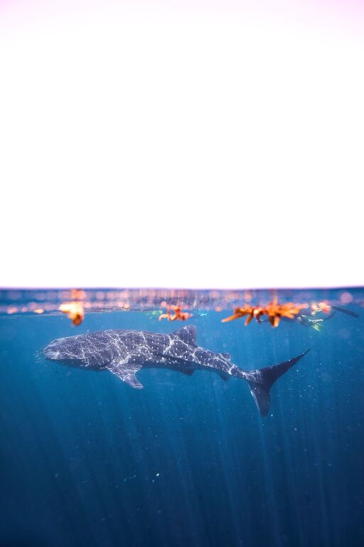 49f390e7-8c7b-4646-b3e7-495b5636490f