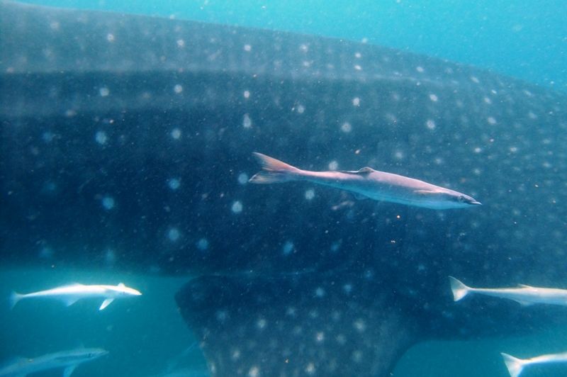 562156ff-b9e1-4471-a54a-8d30ea43818b