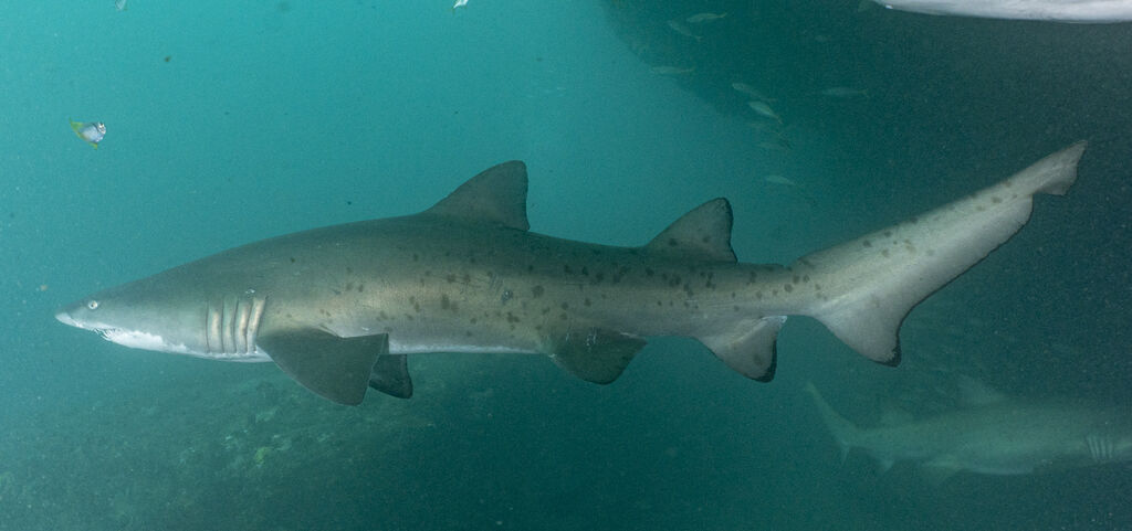 ecb69896-9627-4745-bfd2-1d2ff1f86220