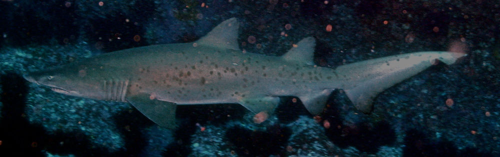 900f03e2-fabb-455a-a75b-c1b2ed5f864f