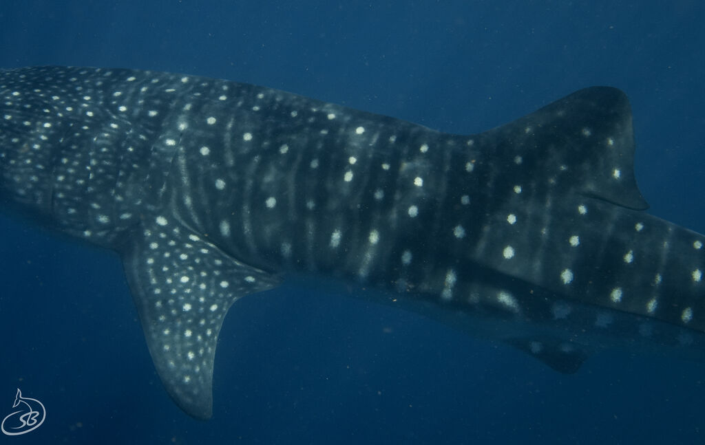 47f4c75c-4730-41ca-a30e-fb7eb998ca62