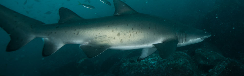 523c3c07-e175-4dda-9f89-1895ea83a2d6