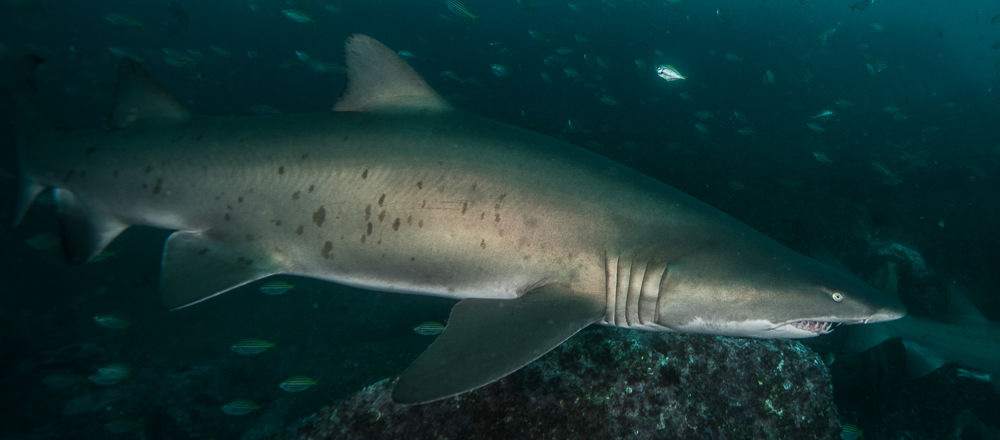 523c3c07-e175-4dda-9f89-1895ea83a2d6