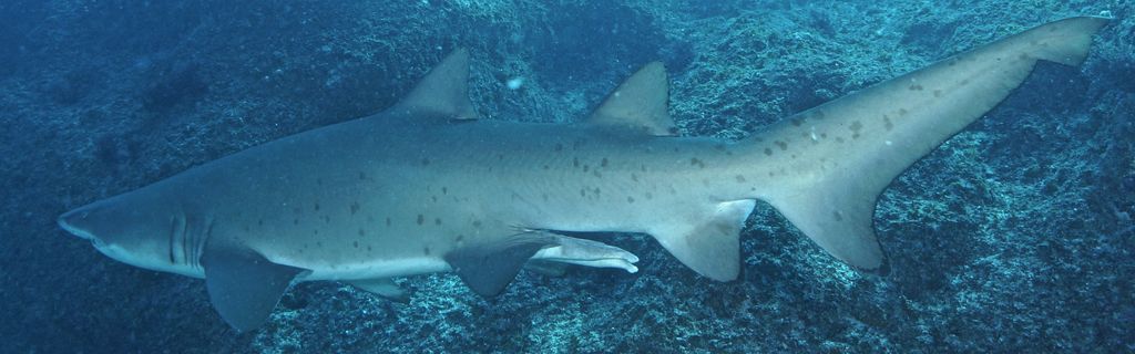 10339af1-2659-41cc-b804-397f929bfabd