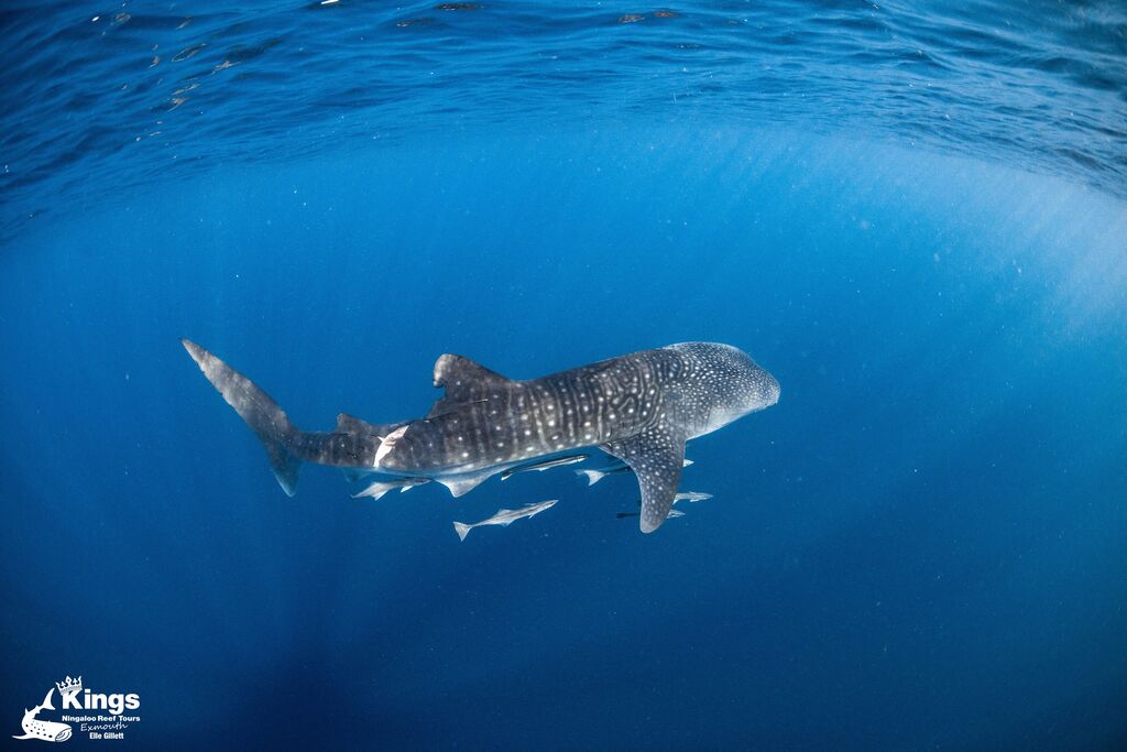 240c9f31-a91f-4f38-82c8-fb40633cb375