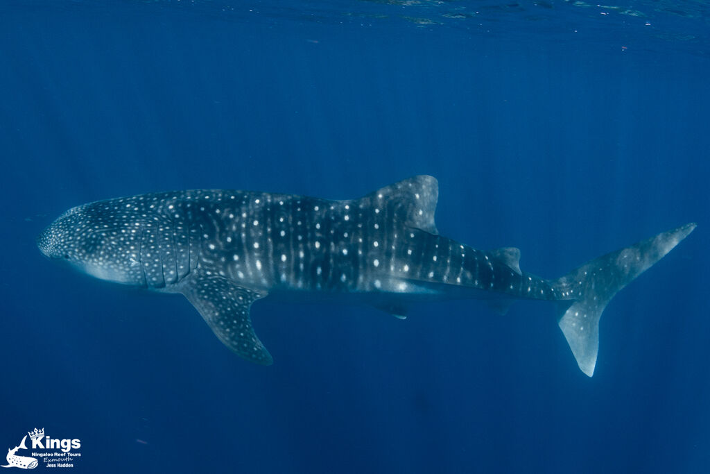 d946f259-66ff-4c44-8b53-76282bcf73fe