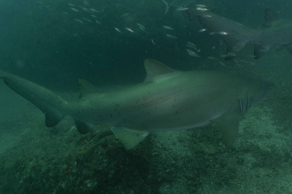 1f5f01da-aeb2-44ac-8b78-36a068faa933