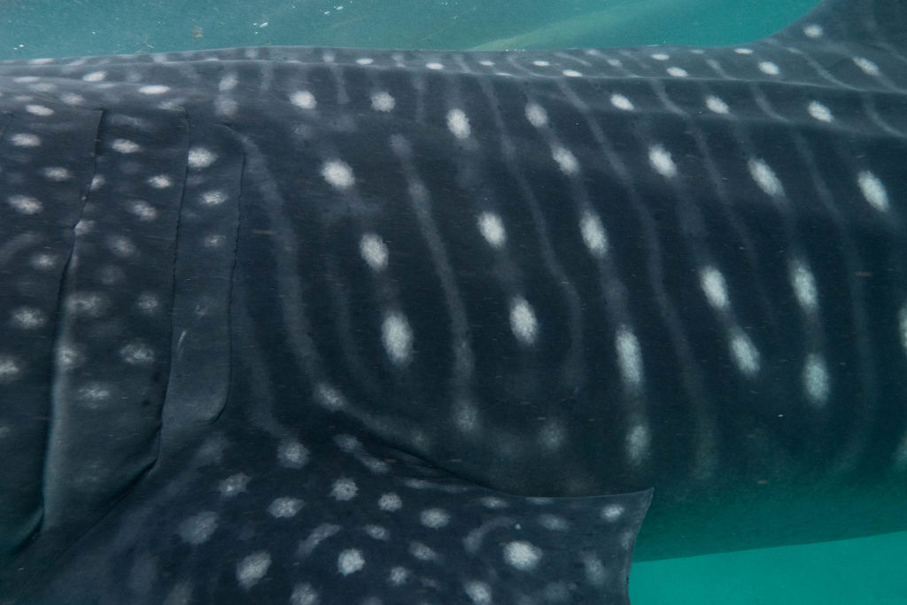 69c9068f-dfa1-4385-841b-f078e86aa6e9