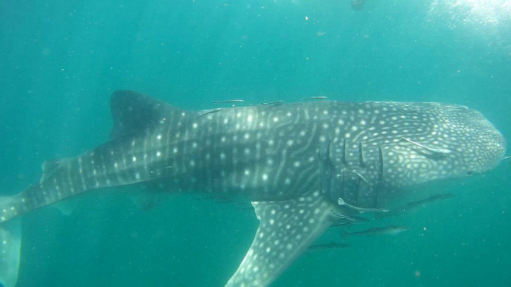 6af82f16-90b5-42f4-89ca-8e07de871aa9