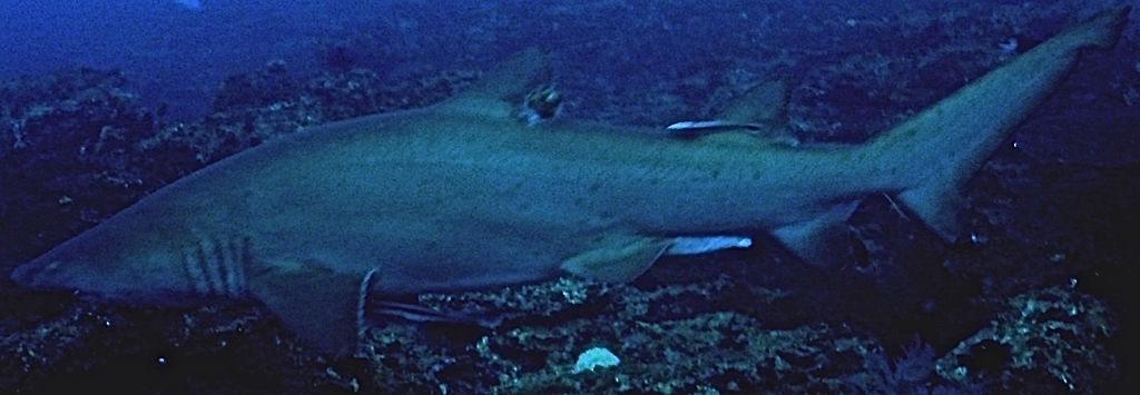 0ddf21d7-f482-4759-8b02-1f8d84f63f75