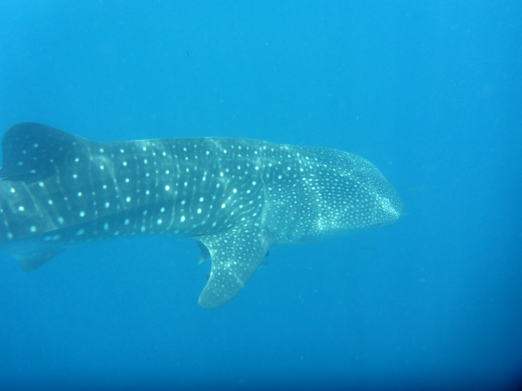 fd91ebc9-0fac-4fa8-95cf-d0fb44444a7f