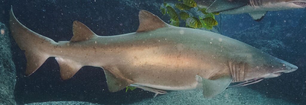 af9e5a02-7ef7-418f-a257-6afcc30d3edb