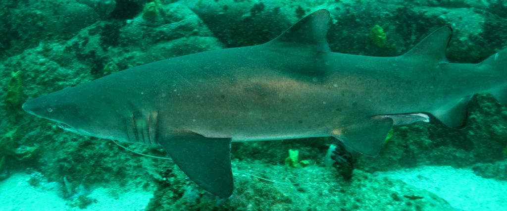 21917bea-8ca9-4684-9a6c-e0543c72e27b