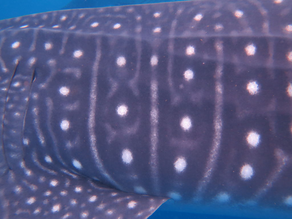 e37f9027-ed10-4e68-8897-98325b53c9cf