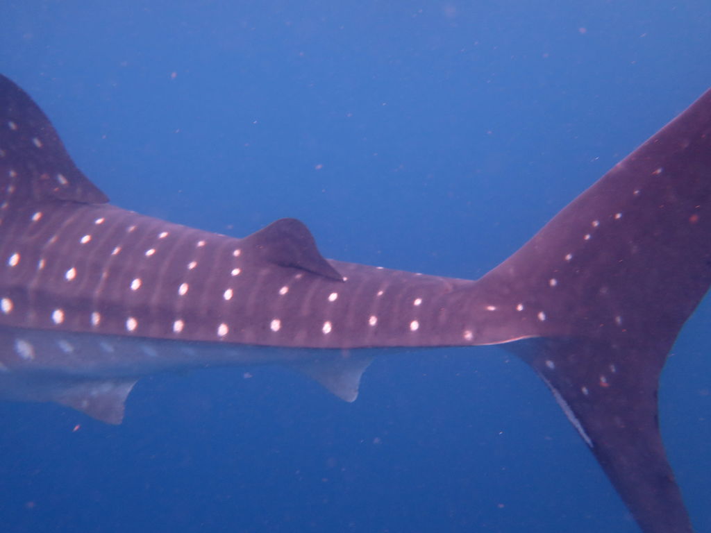 e37f9027-ed10-4e68-8897-98325b53c9cf