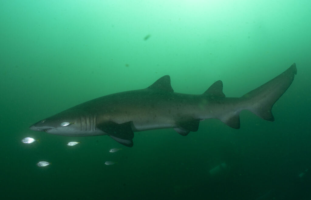 0031bd56-eca2-4a8a-b6b6-6827aefcfacc