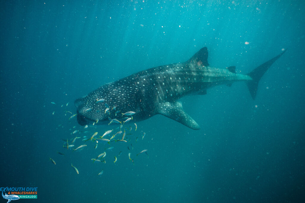 698879ed-0c2e-4ba6-b8fe-9c1deadc4772