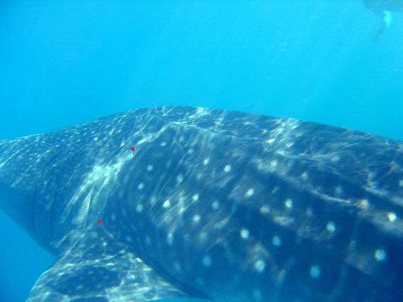 fea9cc79-f155-4c3f-bd0e-aa065e2037a4