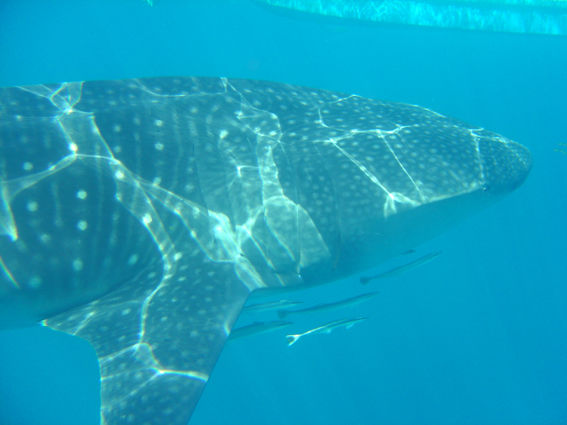 fea9cc79-f155-4c3f-bd0e-aa065e2037a4