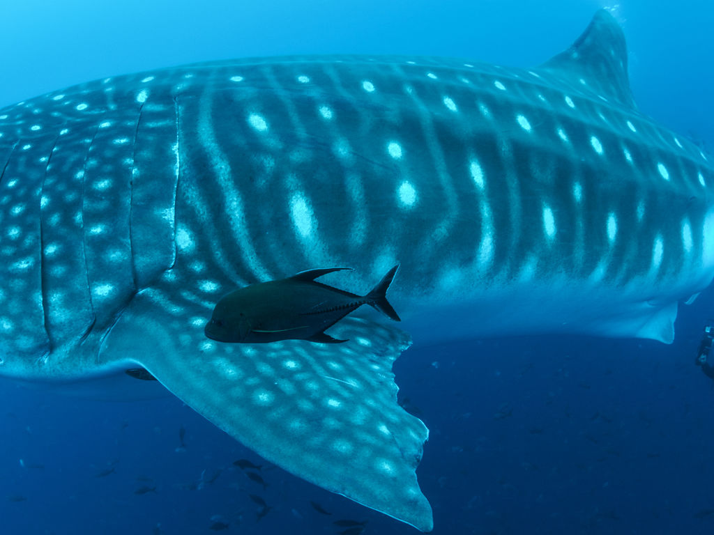 110bcf7a-100c-4ce0-beeb-bc8dd7746981