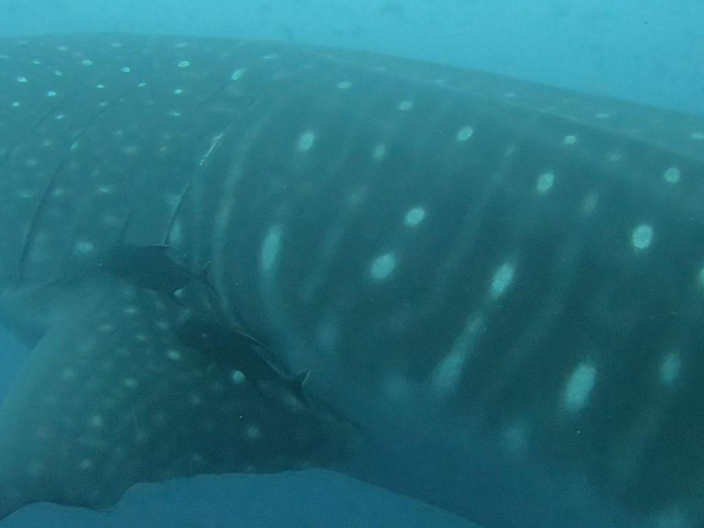 110bcf7a-100c-4ce0-beeb-bc8dd7746981