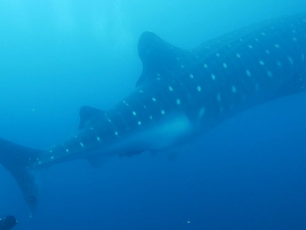 110bcf7a-100c-4ce0-beeb-bc8dd7746981