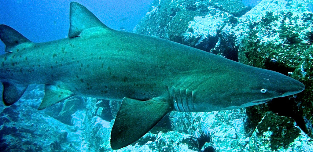 eca05273-67d7-4563-9575-75f5bd646ea0