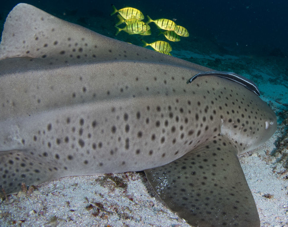 4e0742f1-eaa8-4210-9db5-6673cc76e04a