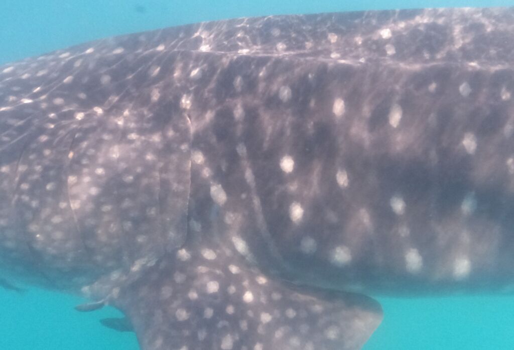 03d7b3fe-6711-4ce0-9ab8-e16e1cd75835