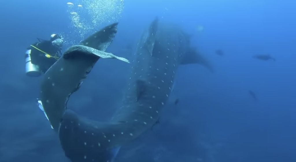 226ff8ce-4ef6-40cb-ac9b-10526d4e2e76