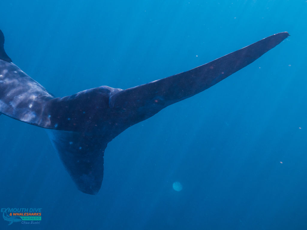 51c03f52-c4ed-4e33-a649-28bf2110a0e2