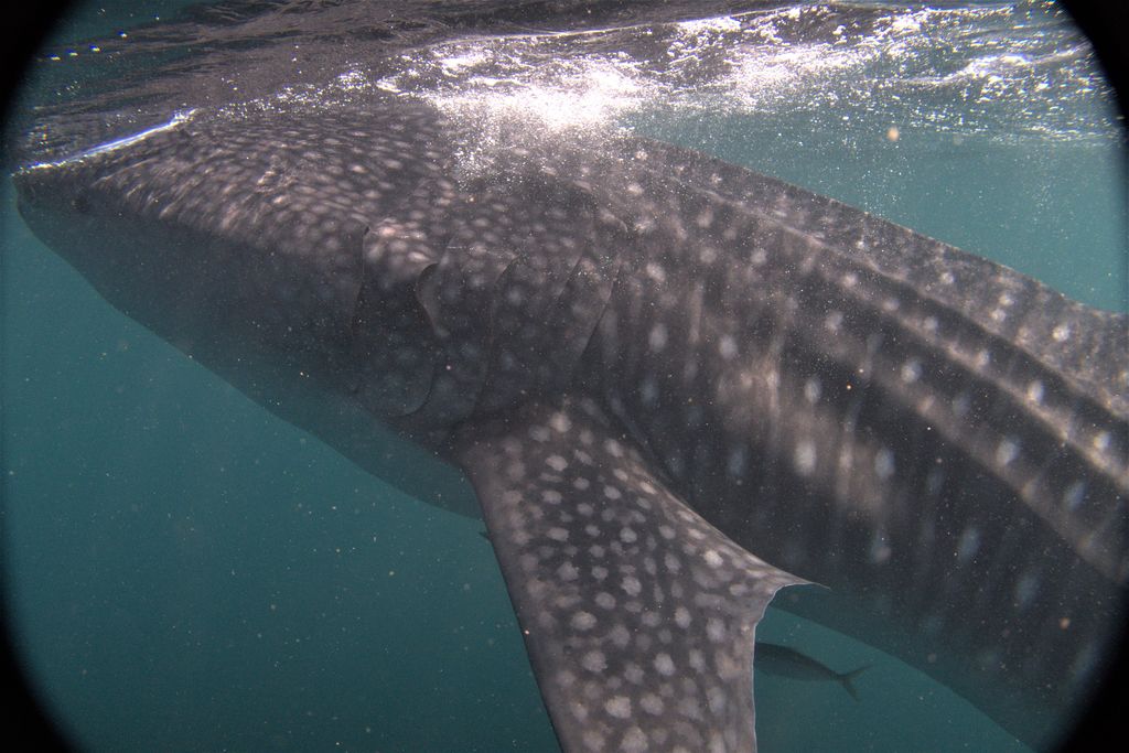 f77e8c0c-83e7-4dc6-80a2-1f892fa33a86