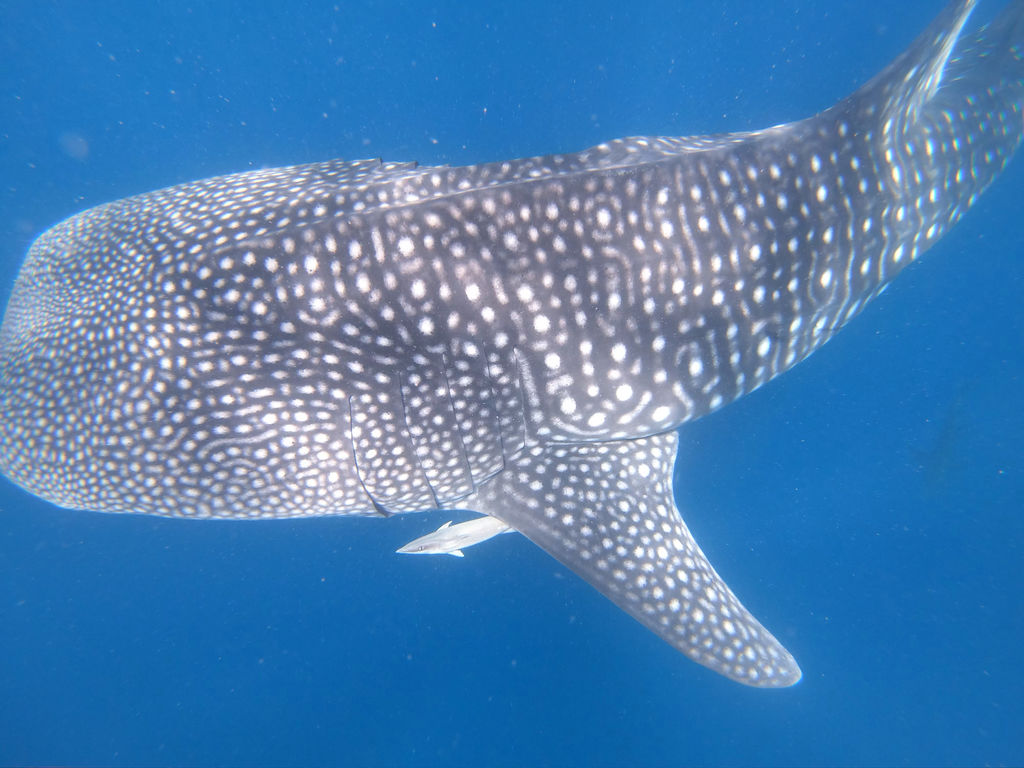 be0c8724-59c2-4630-9922-5fc4d0e01e33